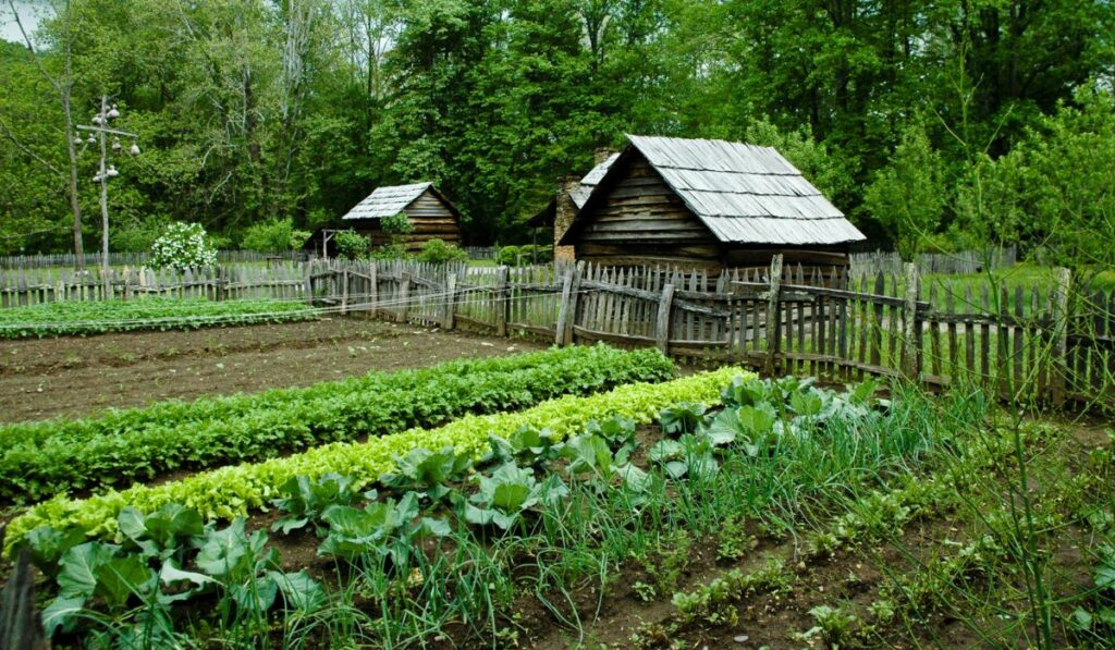 Vegetable Garden