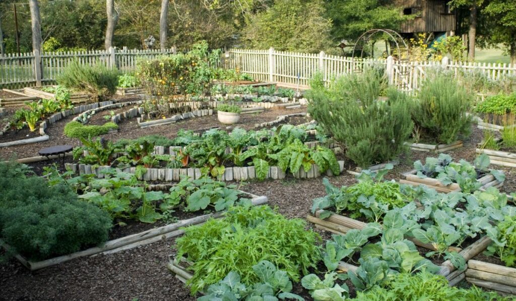 Vegetable Garden in the backyard
