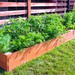 These Are The Best Vegetables For A Raised Garden Bed