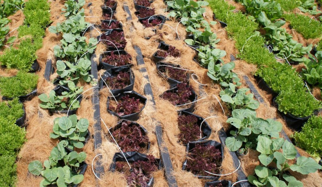 Vegetables are planted in a mixture and water is supplied with a drip irrigation system