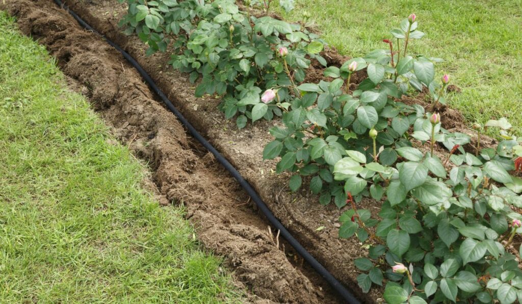 Water irrigation hose in flowerbed