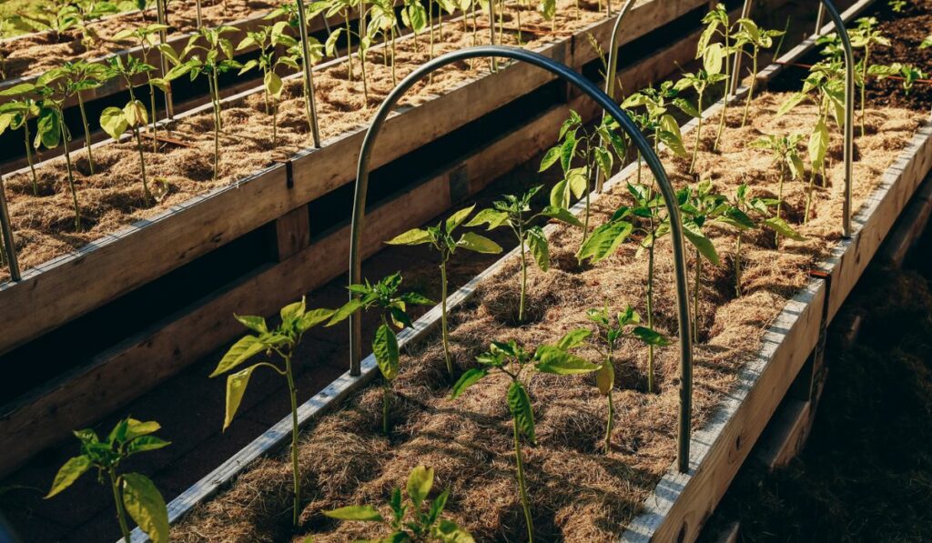 Baby pepper plant in raised garden bed