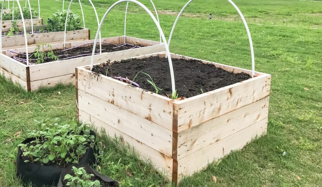 Potatoes growing in fabric pots near row of wooden raised bed garden with PVC pipe cold frame support