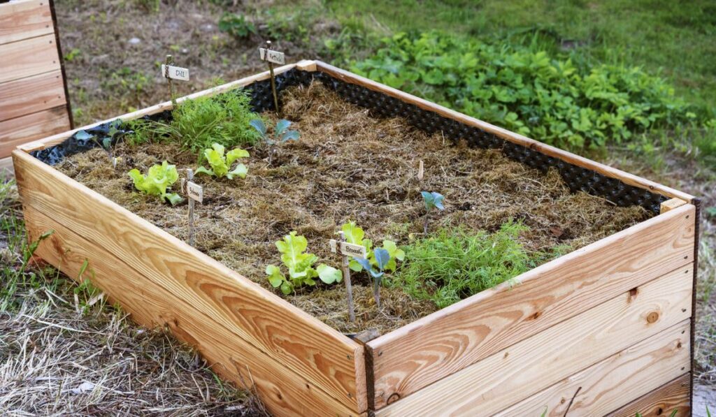 Raised bed with freshly planted young vegetables and organic mulch in a permaculture garden